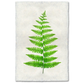 FERN PRINT IN WALNUT SHADOW BOX FRAME