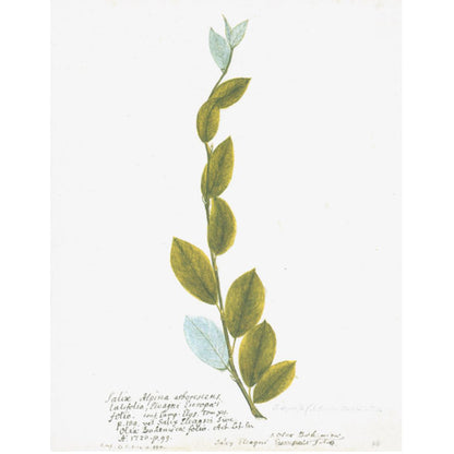 BLUE AND GREEN BOTANIC FORM PRINT IN WHITE FRAME