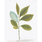 BLUE AND GREEN BOTANIC FORM PRINT IN WHITE FRAME