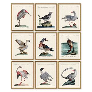 ODD BIRD SERIES IN GOLD FRAME