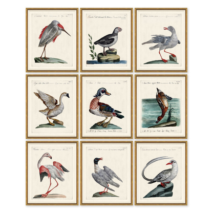 ODD BIRD SERIES IN GOLD FRAME