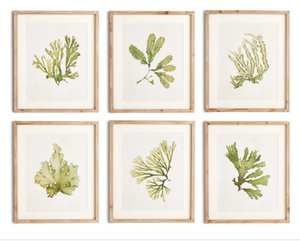 GREEN KELP WATERCOLOR