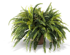 LARGE FAUX FERN.