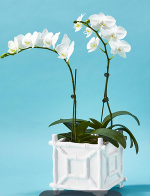 FAUX BAMBOO CACHEPOT