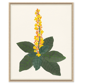 EUPHORBIA FLOWER ART