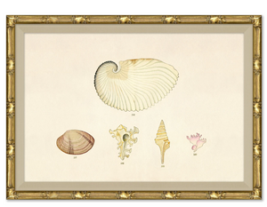 MALACOLOGY STUDY V11