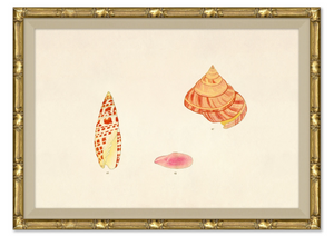 MALACOLOGY STUDY 1V