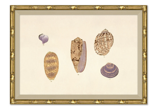 MALACOLOGY STUDY 1