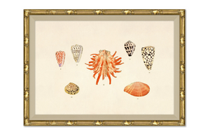 MALACOLOGY STUDY 11