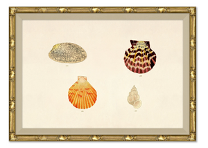 MALACOLOGY STUDY V