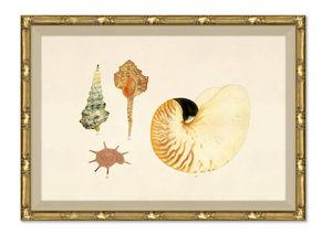 MALACOLOGY STUDY V11