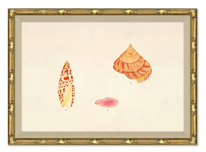 MALACOLOGY STUDY X1