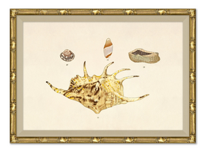 MALACOLOGY STUDY X11