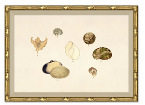 MALACOLOGY STUDY V1