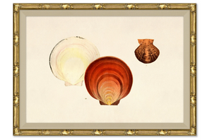 MALANCOLOGY STUDY 111