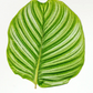CALATHEA LEAF PRINT IN WHITE SHADOW BOX FRAME