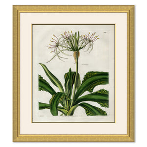 CURTIS FLORAL STUDIES IN GOLD FRAME