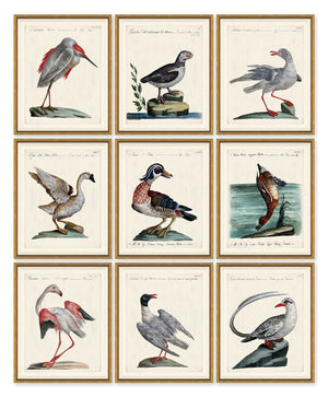 ODD BIRD SERIES IN GOLD FRAME