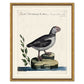 ODD BIRD SERIES IN GOLD FRAME