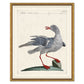ODD BIRD SERIES IN GOLD FRAME