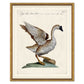 ODD BIRD SERIES IN GOLD FRAME
