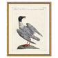 ODD BIRD SERIES IN GOLD FRAME